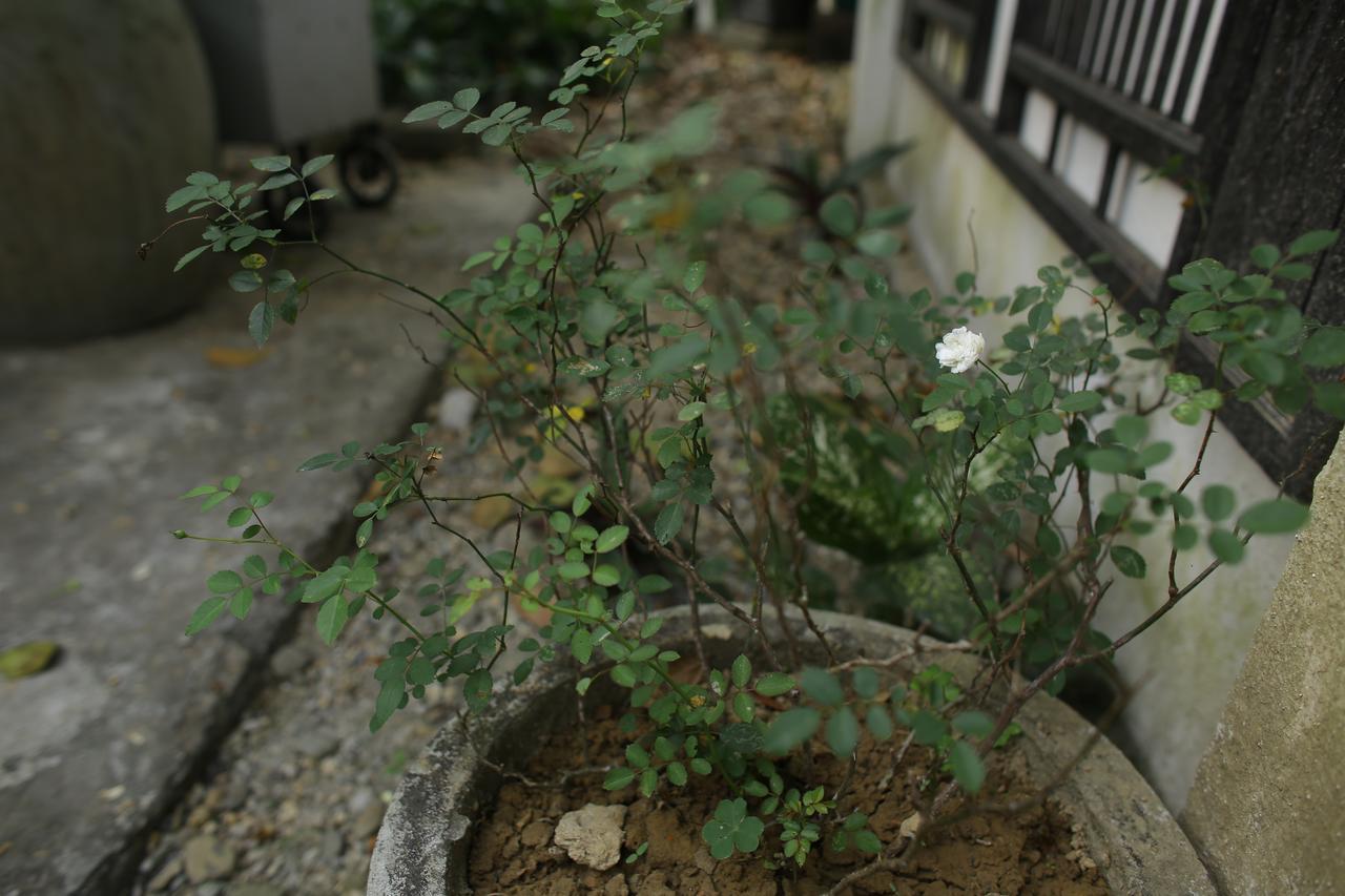 Thuy Bieu Homestay Хюе Екстер'єр фото